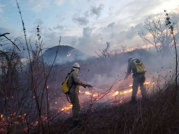 Corpo de Bombeiros combateu 481 incêndios em vegetação no primeiro semestre de 2025