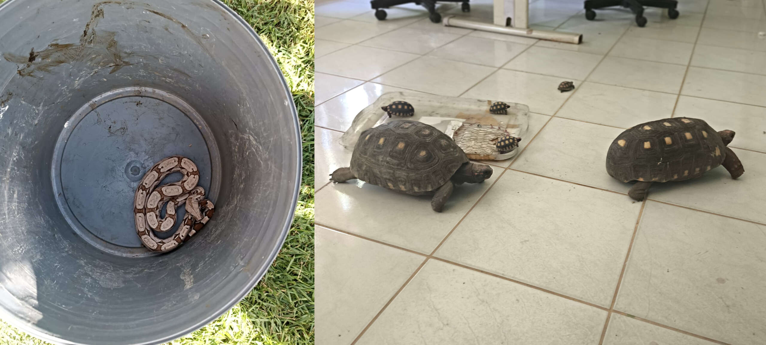 Uma cobra jiboia e seis jabutis são resgatados pela Polícia Militar no Crato