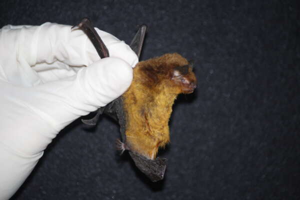 Pesquisadores do MHNCE/Uece descobrem duas novas espécies de morcegos no Ceará