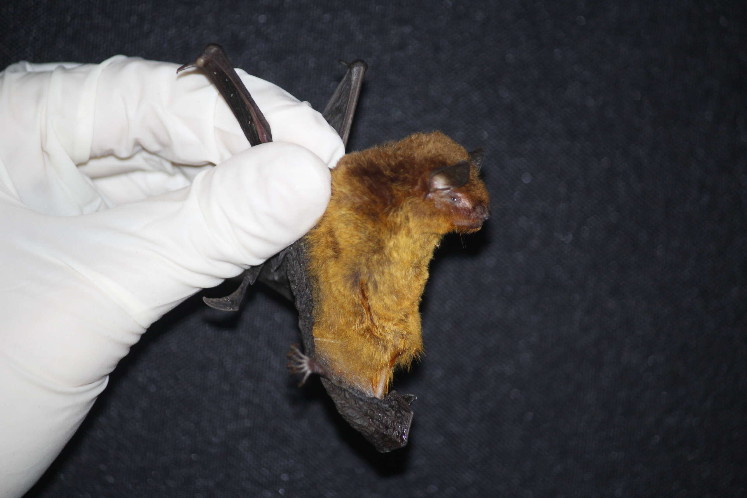 Pesquisadores do MHNCE/Uece descobrem duas novas espécies de morcegos no Ceará