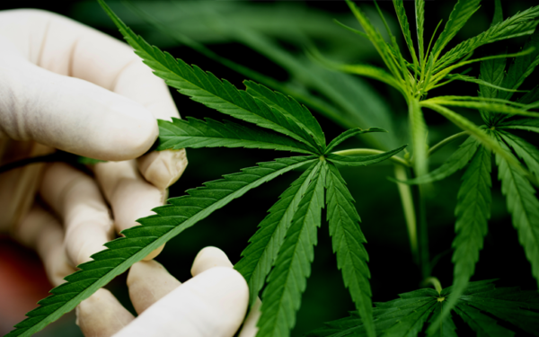 Canabidiol no TEA: o que revela a pesquisa da Uece