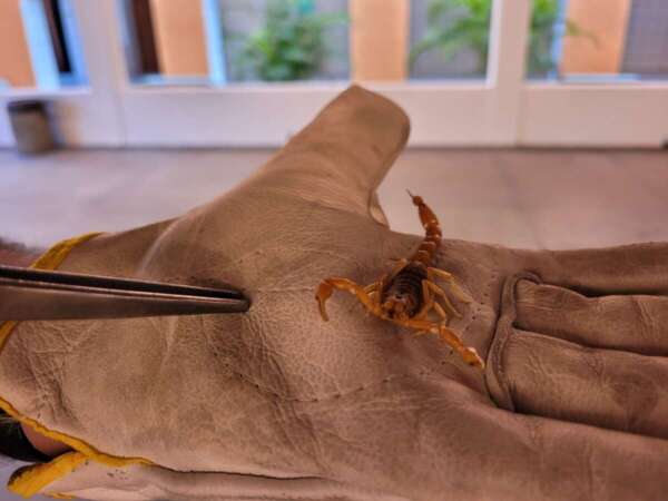 Saúde do Ceará orienta sobre como agir em caso de acidentes com animais peçonhentos