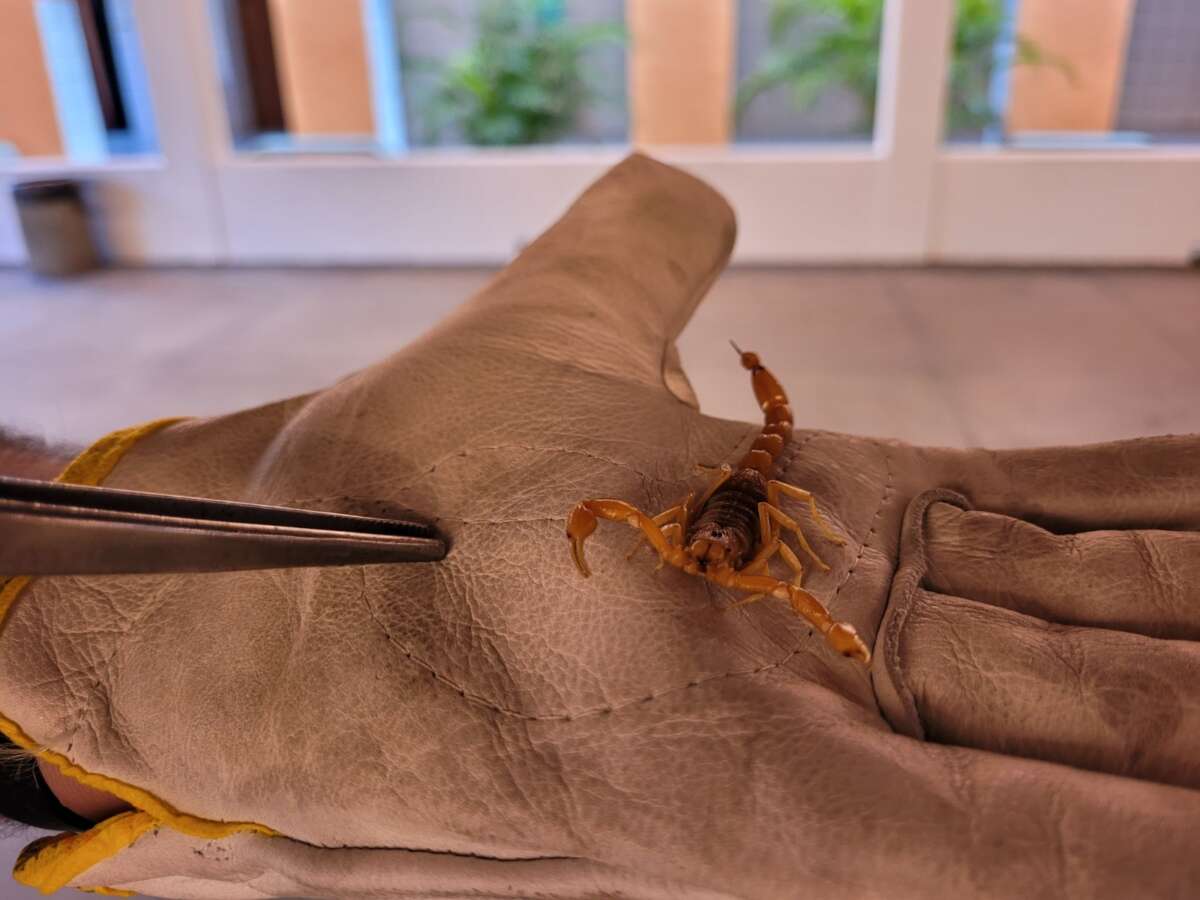 Saúde do Ceará orienta sobre como agir em caso de acidentes com animais peçonhentos