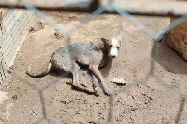 Corpo de Bombeiros resgata cão que ficou preso em tubulação no bairro Prefeito José Walter