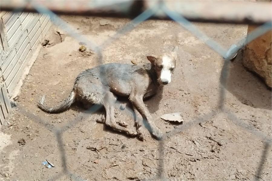 Corpo de Bombeiros resgata cão que ficou preso em tubulação no bairro Prefeito José Walter