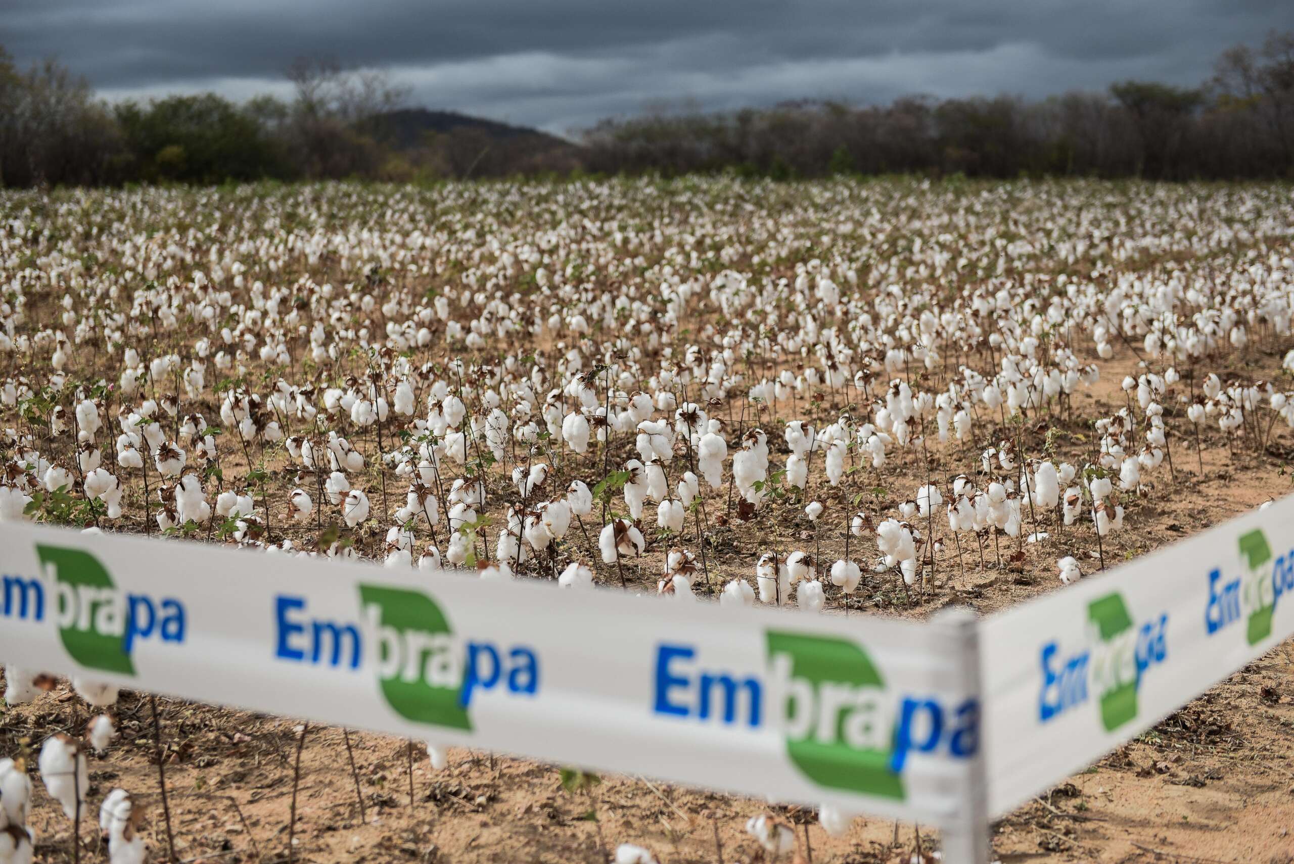SDE e instituições debatem estratégias de revitalização do cultivo de algodão no Ceará