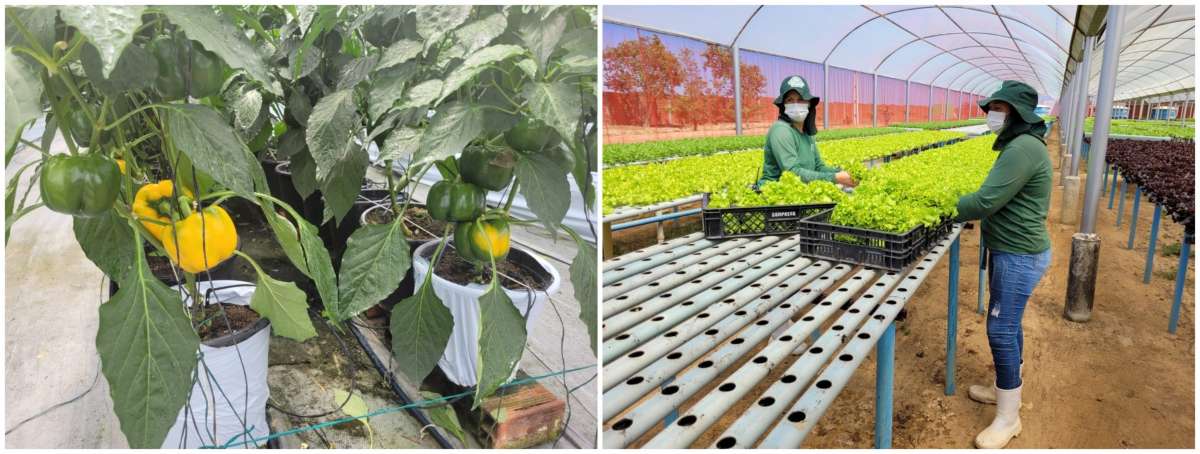 Ceará na vanguarda: SDE discute projeto de cultivo protegido para agricultura familiar