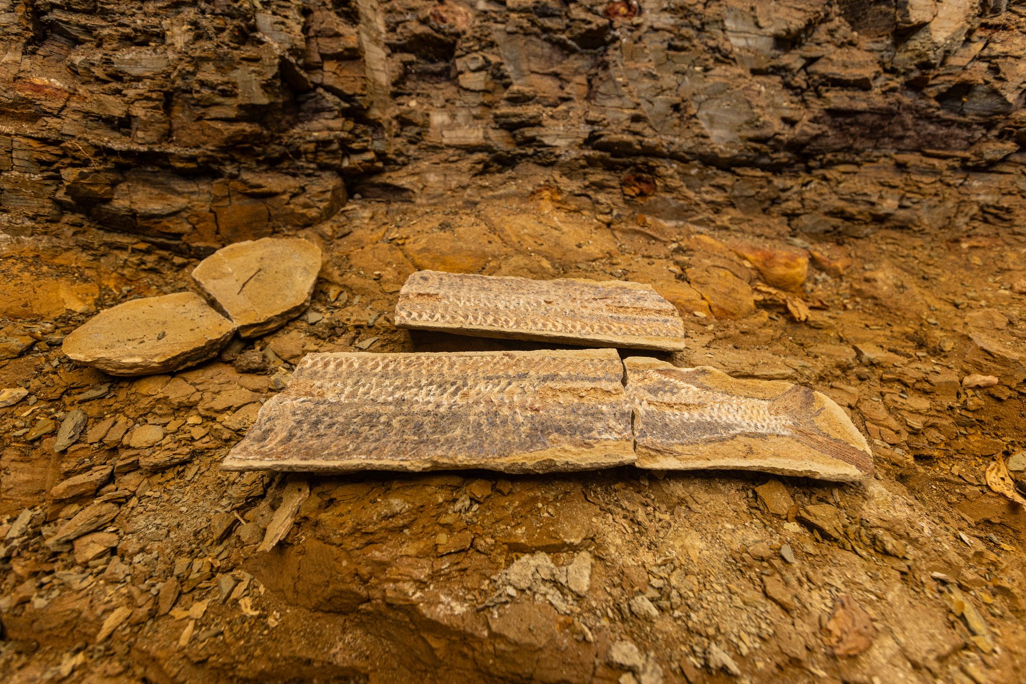Centro Cultural do Cariri abre exposição Pedras do Araripe com cerca de 400 fósseis do acervo do Museu de Paleontologia Plácido Cidade Nuvens