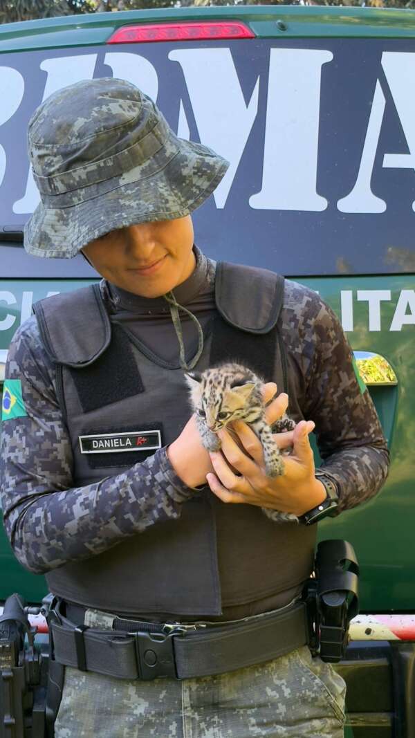 Em ações distintas, PMCE resgata duas jaguatiricas no Maciço de Baturité