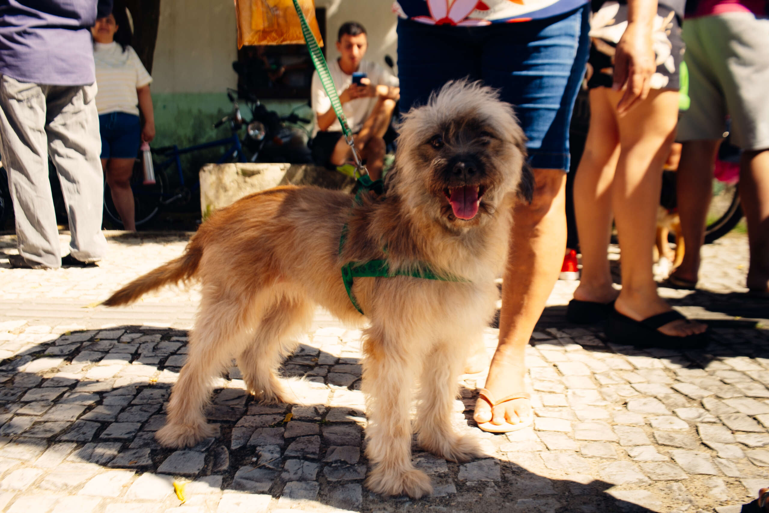 Pet Ceará Móvel chega a Tauá com castração gratuita; agendamento já disponível