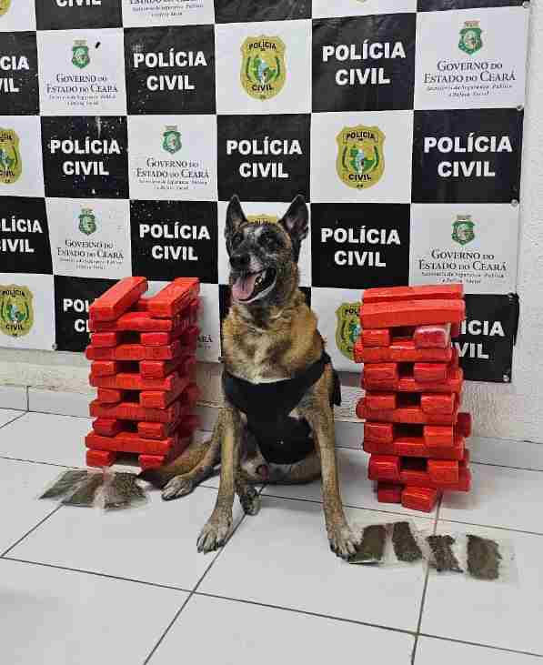 PCCE apreende 24 quilos de drogas com suspeita que vinha da Bahia para o Ceará
