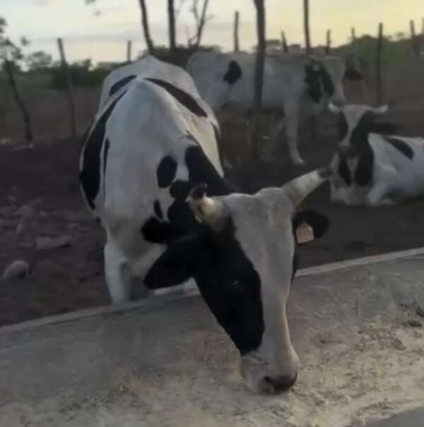 PCCE recupera animais furtados de fazenda em Quixeramobim