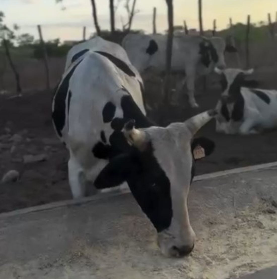 PCCE recupera animais furtados de fazenda em Quixeramobim