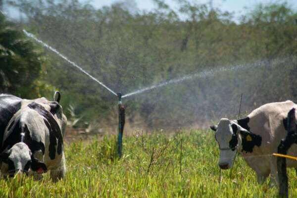 PIB cearense cresce 3,86% no 2º trimestre de 2025 incentivado pela agropecuária e supera índices nacional