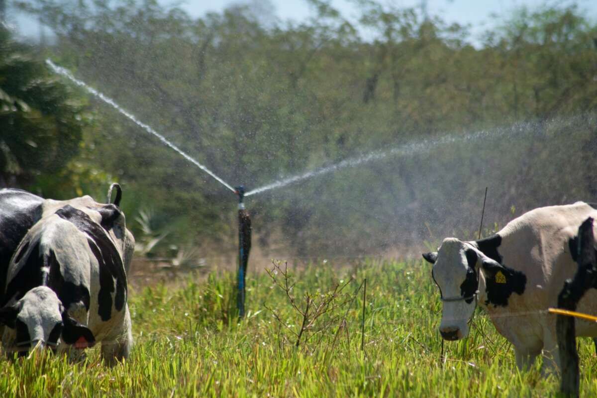 PIB cearense cresce 3,86% no 2º trimestre de 2025 incentivado pela agropecuária e supera índices nacional