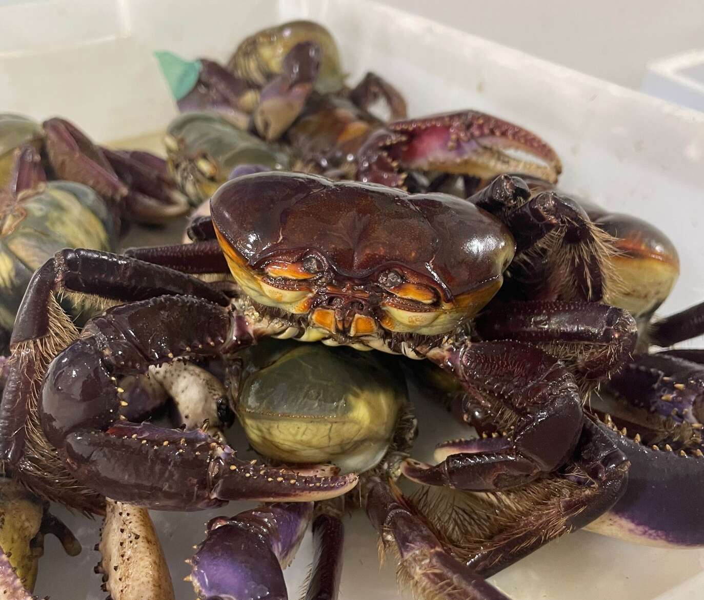 Estudo da Uece revela o valor nutricional do caranguejo-uçá consumido em Fortaleza