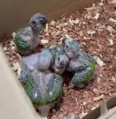 PCCE prende suspeito de manter aves silvestres em cativeiro e resgata 13 animais em Fortaleza