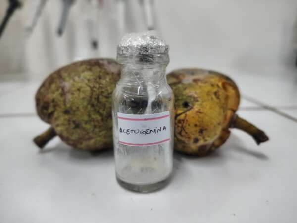 Química Verde: Uece recebe patente pela invenção de larvicida natural contra Aedes aegypti e Aedes albopictus