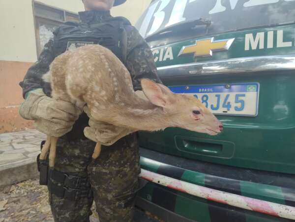 BPMA apreende filhote de veado-catingueiro mantido em cativeiro em Lavras da Mangabeira