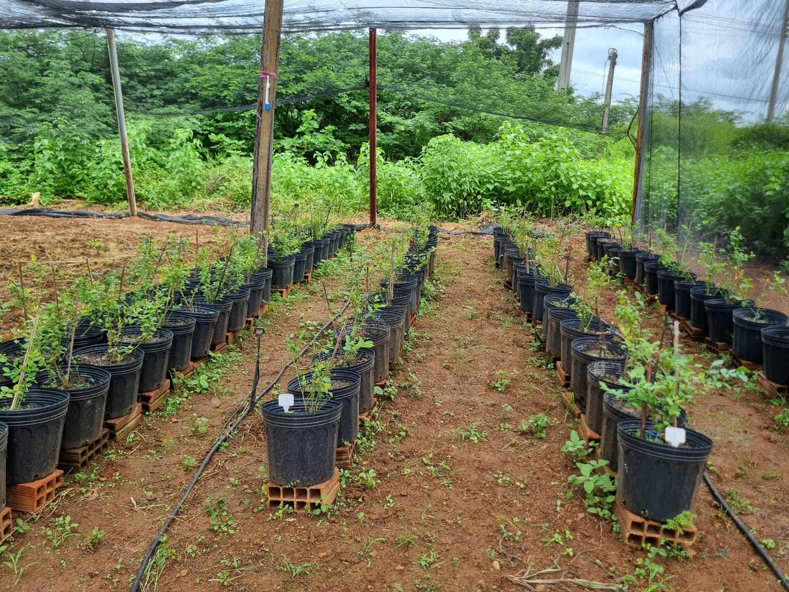 Terreno fértil: Ceará reúne vantagens competitivas para se destacar no cenário global da produção de Mirtilo