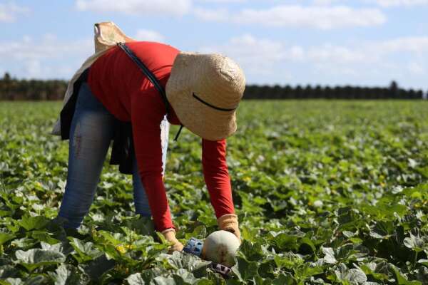 Safra 2025/2026: Porto do Pecém projeta embarque de 200 contêineres semanais de frutas para Europa