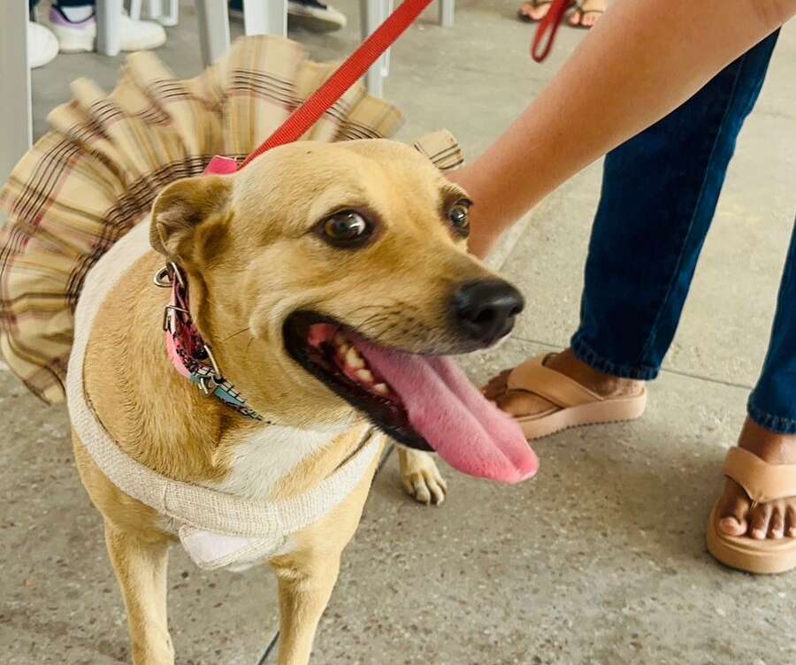 Governo do Ceará realiza Dia D de Encoleiramento Antiparasitário em 16 municípios
