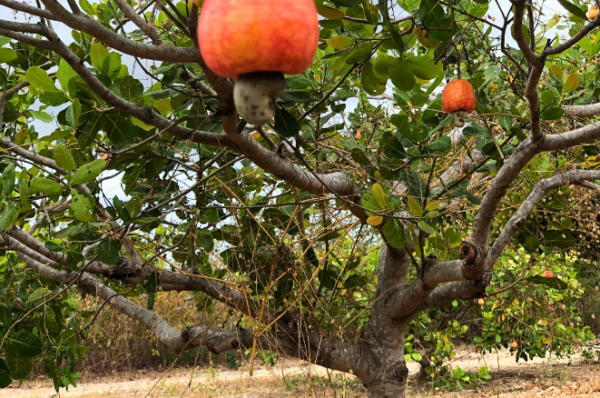 Rinites e outras alergias acometem cearenses na época de floração do caju; entenda quando procurar ajuda especializada