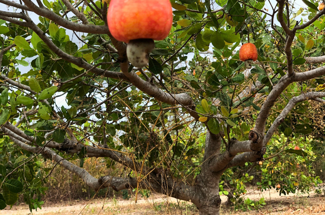 Rinites e outras alergias acometem cearenses na época de floração do caju; entenda quando procurar ajuda especializada