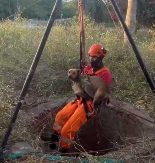Bombeiros militares resgatam cão em poço na cidade de Camocim