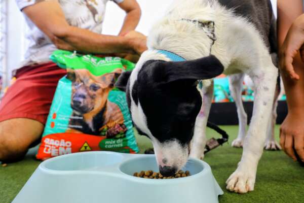 Governo do Ceará lança programa Ração do Bem para apoiar animais em vulnerabilidade