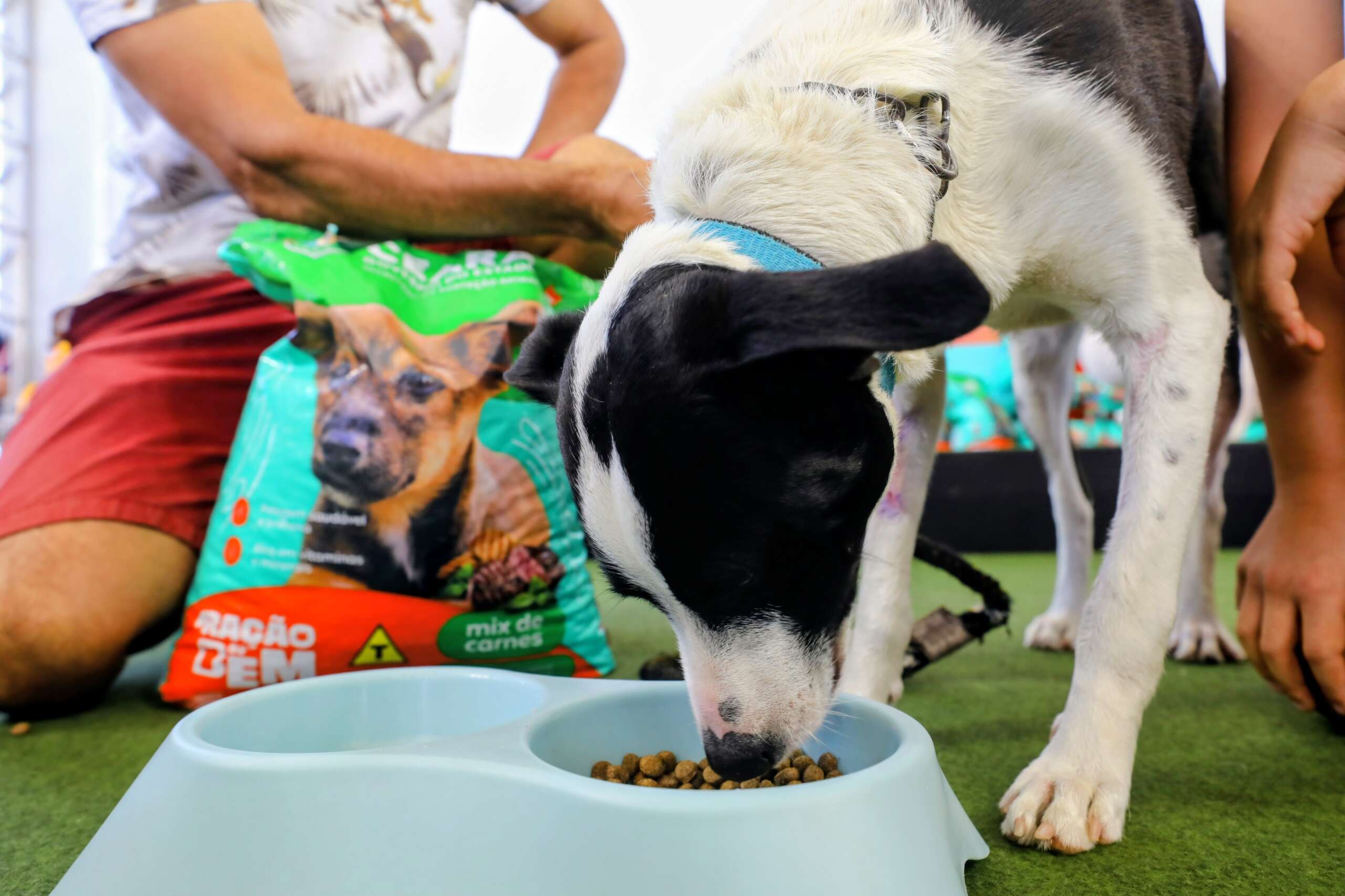 Governo do Ceará lança programa Ração do Bem para apoiar animais em vulnerabilidade