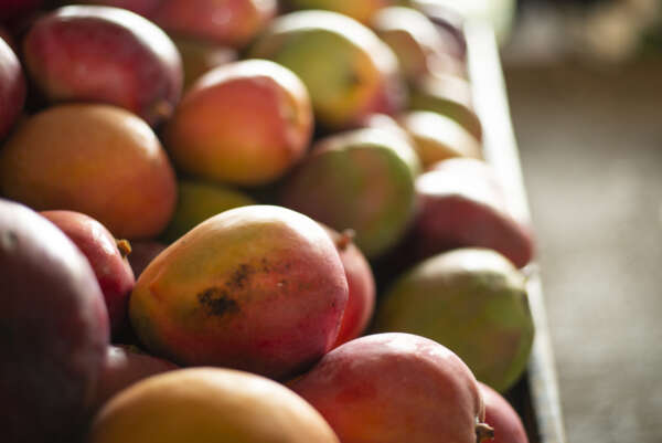 Ceasa – CE mantém abastecimento e diversidade de produtos com preços atrativos