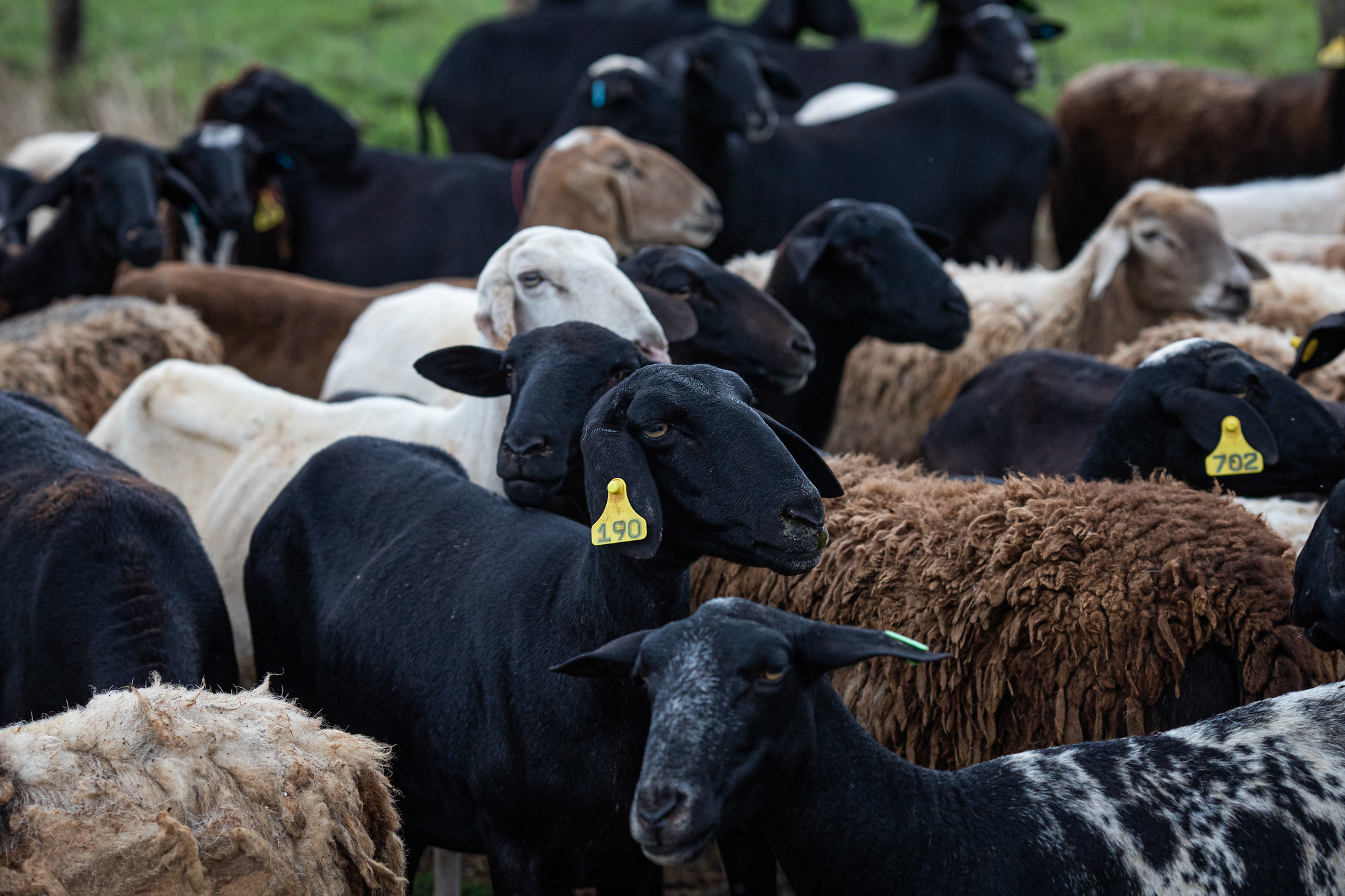 Ceará na Vanguarda: lançado primeiro cluster de caprinos e ovinos do Brasil focado em exportação para o mercado Islâmico