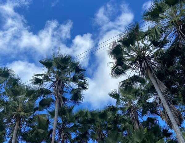 Exportações de cera de carnaúba crescem quase 70% em 2024. China é o principal destino