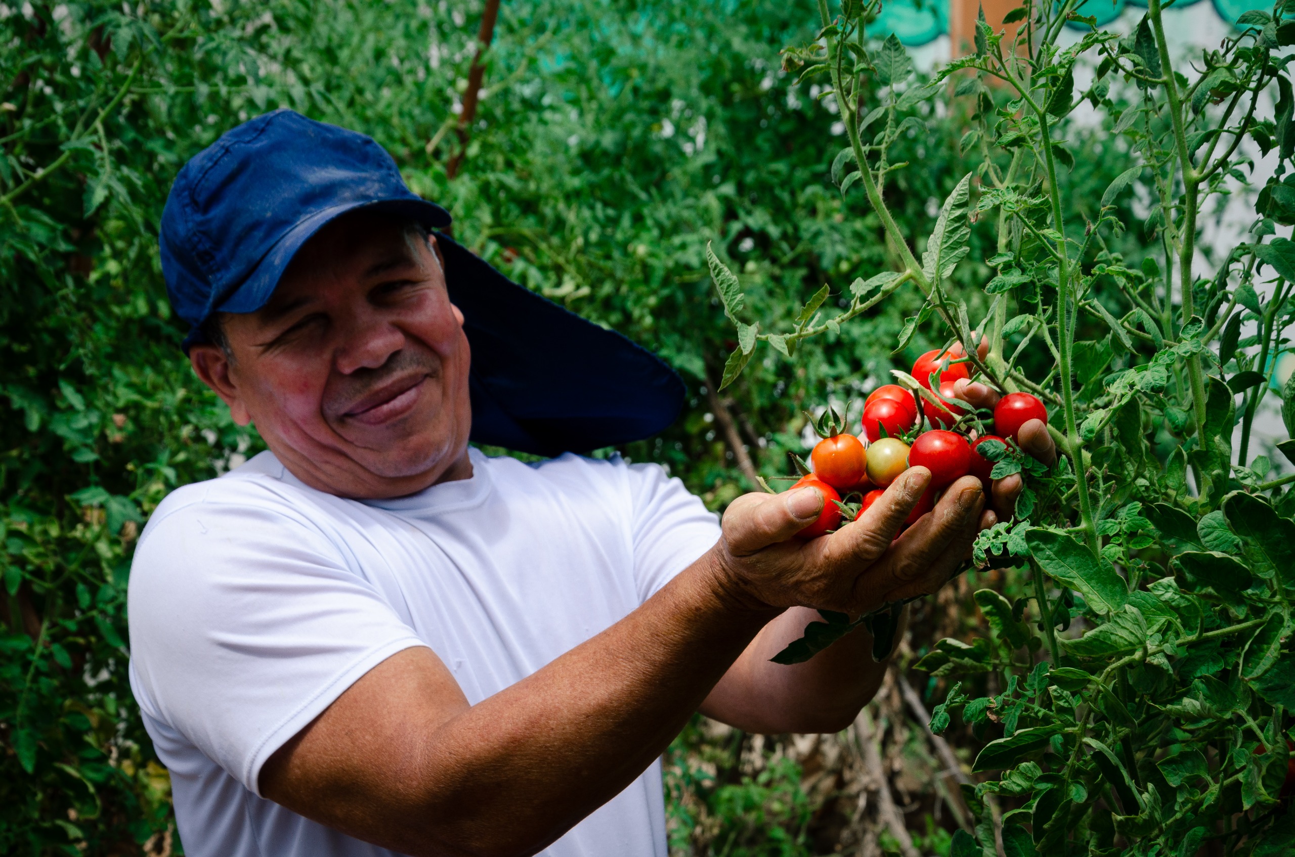 Feira Agroecológica e Samba Sanfonado são destaques no Mercado AlimentaCE neste domingo (26)
