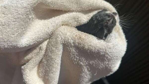 Corpo de Bombeiros resgata filhote de gato em tubulação no bairro Vila Ellery