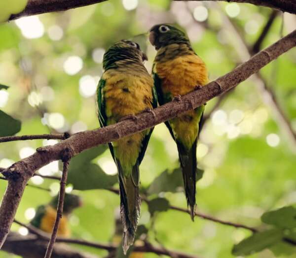 Governo do Ceará lança Plano de Ação Territorial para proteger espécies ameaçadas nos sertões cearenses