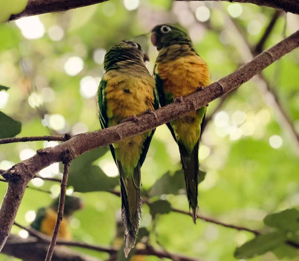 Governo do Ceará lança Plano de Ação Territorial para proteger espécies ameaçadas nos sertões cearenses