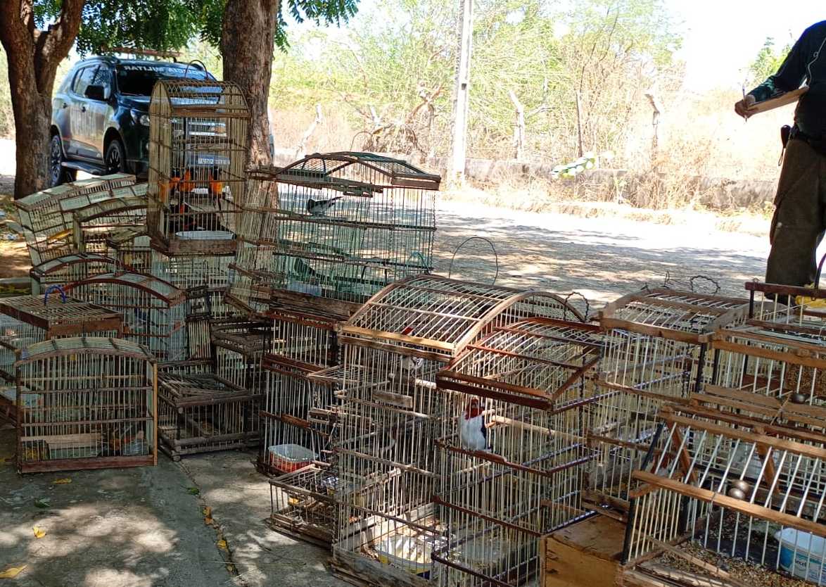 Mais de 130 aves silvestres e quatro tatus são resgatados em operação conjunta contra crimes ambientais em Crateús