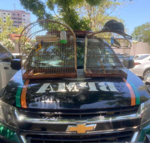 Polícia Militar resgata duas aves silvestres no Jardim Guanabara