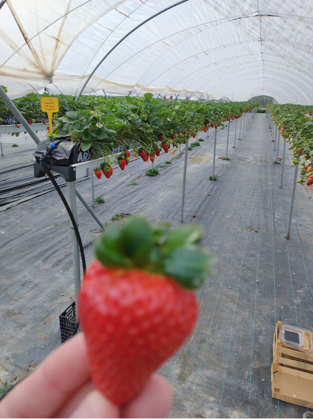 Governo do Ceará e Emcocal firmam parceria para testes de variedades de frutas vermelhas no estado