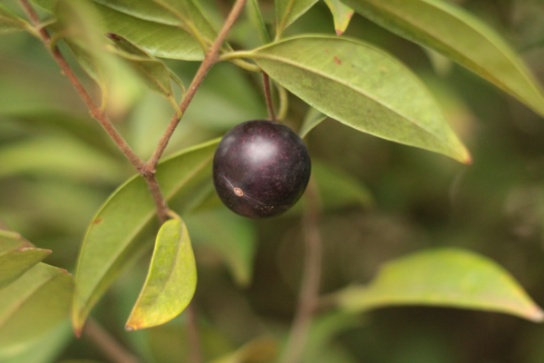 Espécie frutífera nativa da Chapada do Araripe pode ser uma aliada na luta contra superbactérias