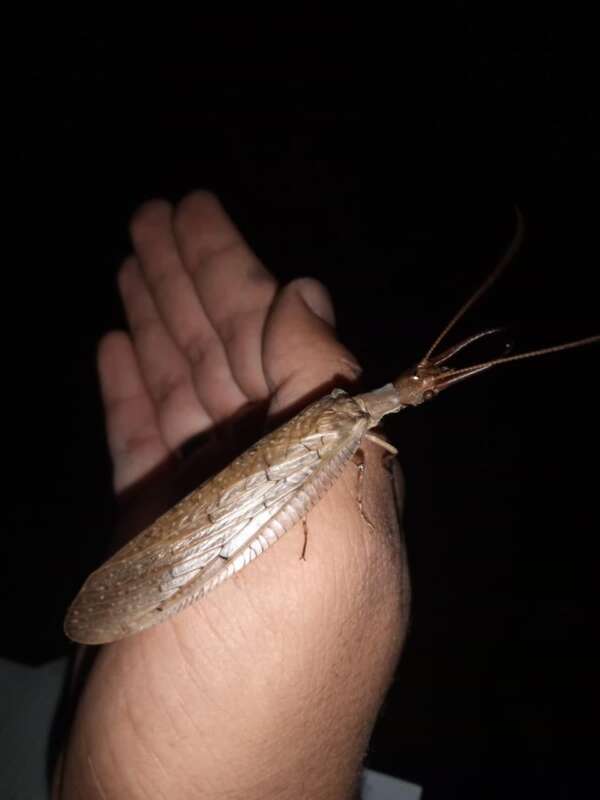 Redescoberta na Chapada do Araripe: espécie de inseto é registrada no CE após mais de 110 anos