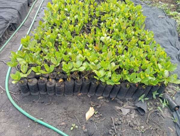 SDA amplia investimentos na cajucultura com distribuição de mais de 400 mil mudas para safra 25/26