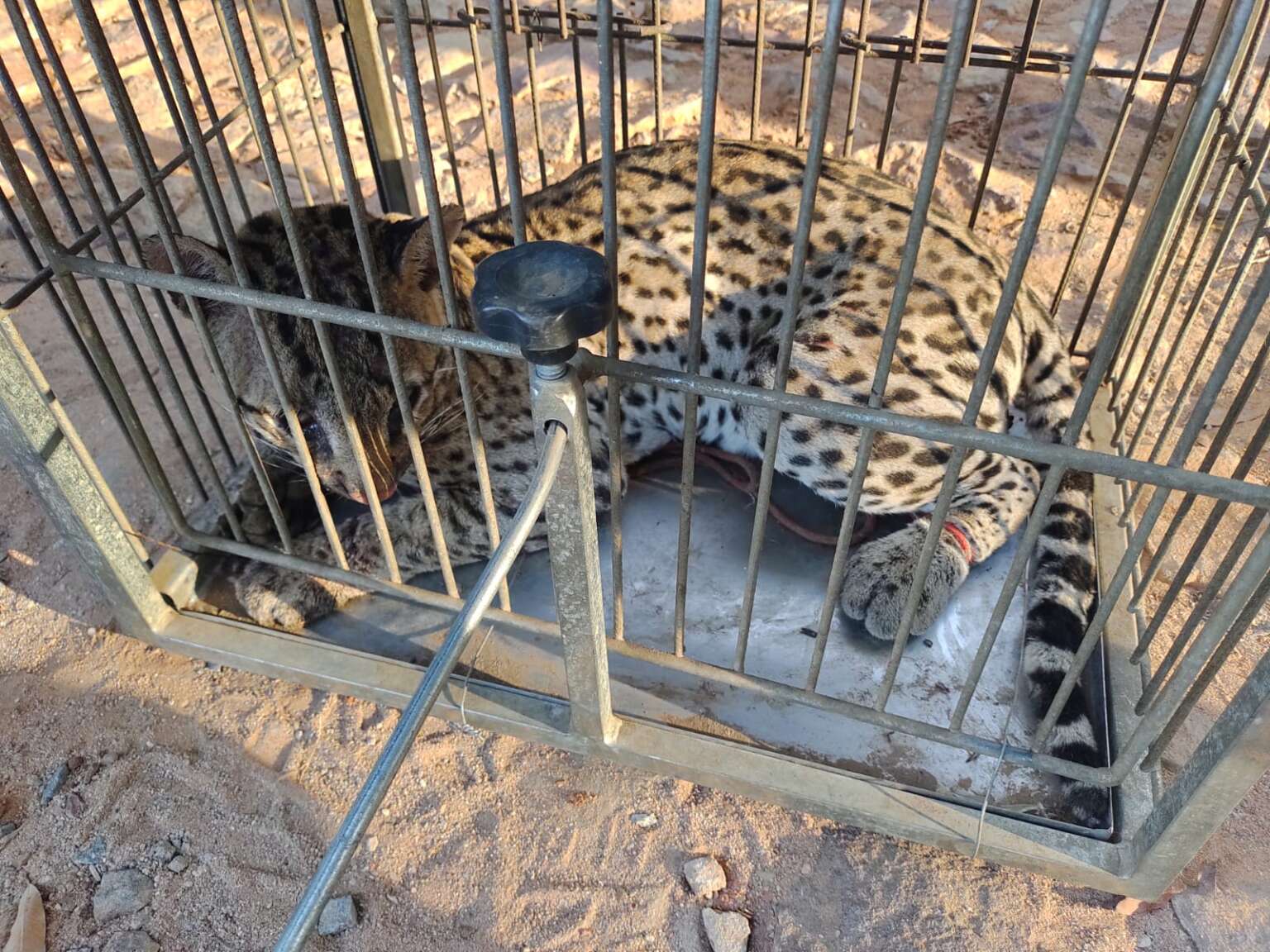 PMCE resgata jaguatirica ferida em área rural de Missão Velha