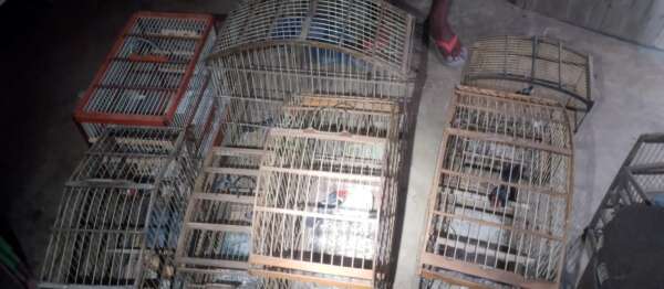 Polícia Militar resgata 29 pássaros de cativeiro na cidade de Canindé