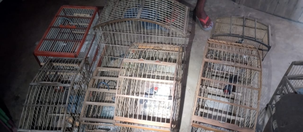 Polícia Militar resgata 29 pássaros de cativeiro na cidade de Canindé