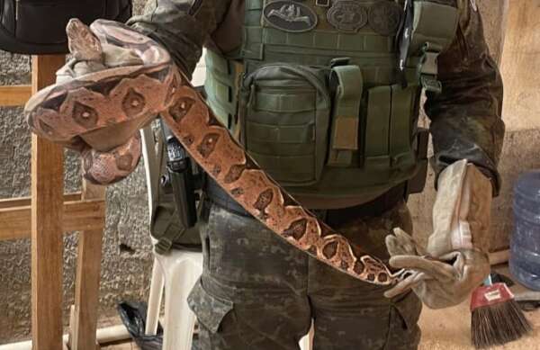 Em ações distintas, PMCE resgata jiboia e garça em residências na Capital