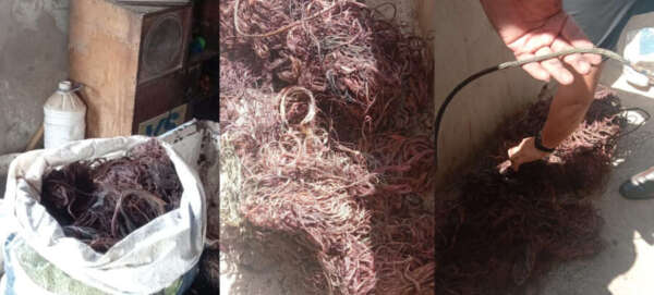 Operação Celari prende um homem, apreende 49 kg de fios e resgata 33 aves em Itapipoca