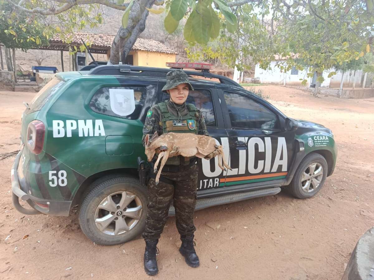 PMCE resgata filhote de veado-catingueiro no Crato